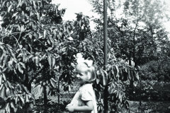 1950-0003-0000-0003-PS1