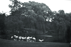 1953-0001-0000-0009-LS1