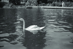 1962-0002-0000-0048-LS1