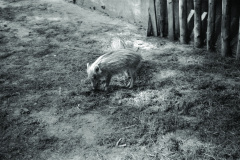 1962-0002-0000-0050-LS1