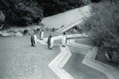 1962-0005-0000-0003-LS1