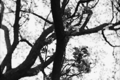 1963-0016-0000-0035-KS1