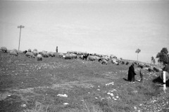1964-0012-0000-0039-LS1