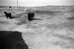 1964-0012-0000-0041-LS1