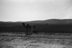 1964-0012-0000-0049-LS1