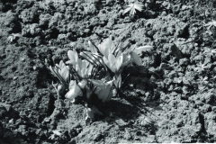 1964-0009-0000-0003-LS1