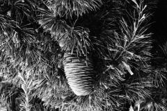 1971-0002-0000-0037-PS2