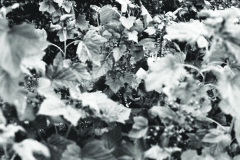 1971-0001-0000-0004-LS2