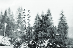 1971-0001-0000-0013-LS2