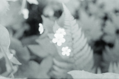 1971-0001-0000-0032-LS2
