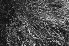 1975-0007-0000-0019-LS1