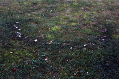 1986-0002-0000-0008-LF1