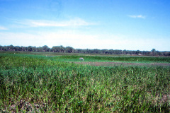 1989-0001-0000-0103-LF1