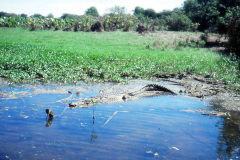 1989-0001-0000-0107-LF1