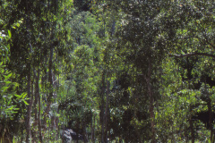1989-0001-0000-0121-PF1