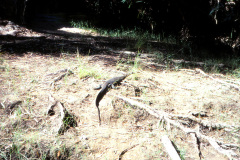 1989-0001-0000-0137-LF1