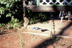 1989-0001-0000-0145-LF1
