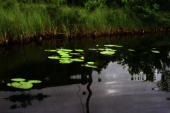 1991-0004-0000-0016-LF1