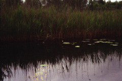 1993-0004-0000-0002-LF1