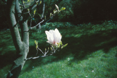 1994-0003-0000-0017-LS1