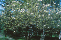 1994-0003-0000-0023-LS1