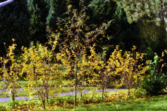1998-0005-0000-0003-LF1