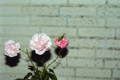 1998-0005-0000-0027-LF1