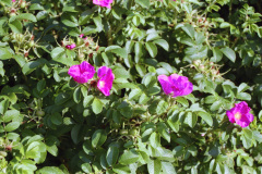 1998-0009-0000-0011-LF1