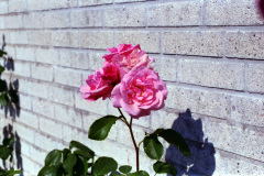 1998-0009-0000-0012-LF1