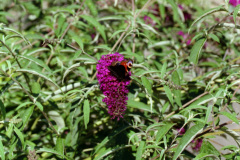 1998-0009-0000-0019-LF1