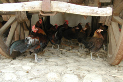 2000-0018-0000-0029-LF1