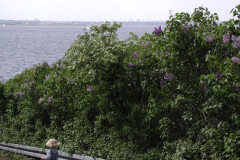 Middelgrunden