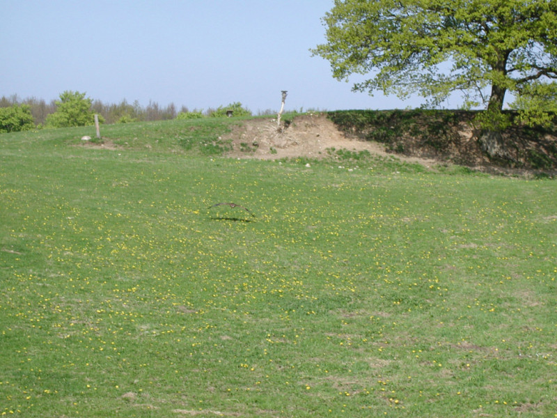 Falkonergården