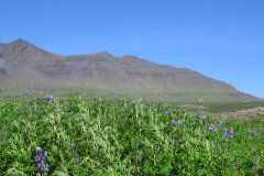 2005-0012-0728-1903-LF1