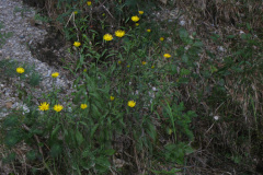2007-0012-0707-0654-LF1
