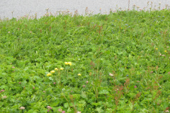 2007-0012-0709-1120-LF1