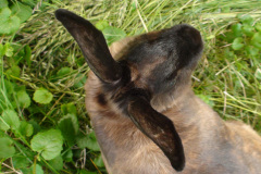 2010-0018-0623-0011-LF1