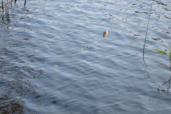 2011-0016-0220-0003-LF1