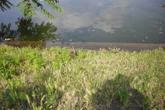 2011-0010-0616-0023-LF1