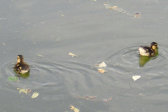 2011-0010-0616-0025-LF1