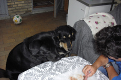 2011-0010-0616-0147-LF1