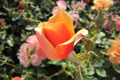2011-0014-0730-1606-LF1