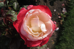 2011-0014-0730-1607-LF1