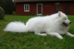 2014-0015-0804-0516-LF1