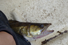 2014-0015-0808-1503-LF1