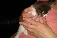 2015-0004-0424-0202-LF1