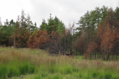 2021-0013-0813-0023-LF1